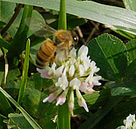 beeOnClover