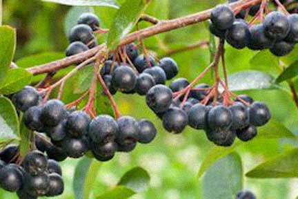 aroniaberries
