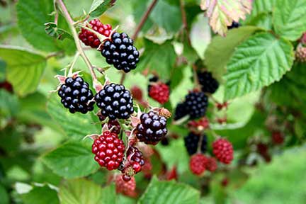blackberry