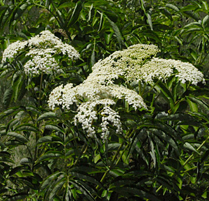 elderberry flower