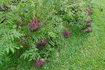 elderberries 1