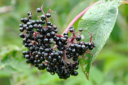 elderberries 2