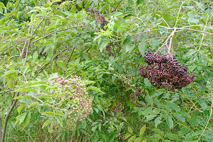 elderberries 3