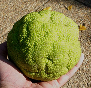 osage orange fruit in hand