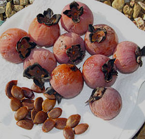persimmon fruits with seeds