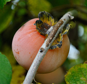 persimmon fruit