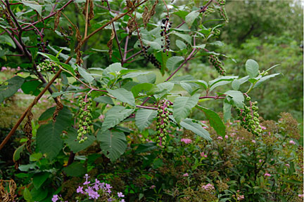 pokeweed 1
