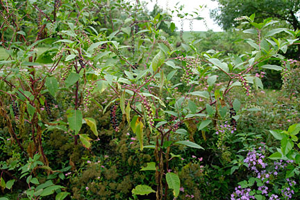 pokeweed 2