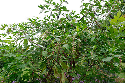 pokeweed 3
