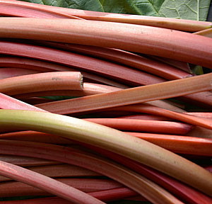 rhubarb stalks