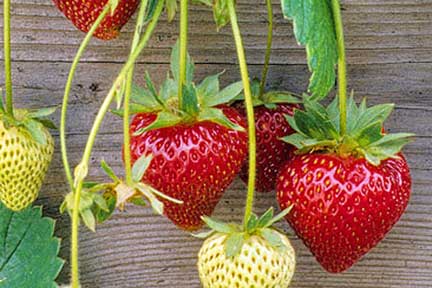strawberry