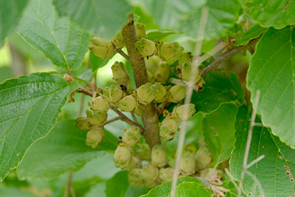 witchhazel2