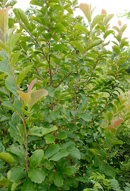 witchhazel3