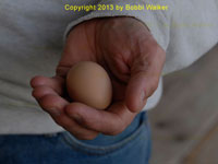 EggInHand-OrigPhoto